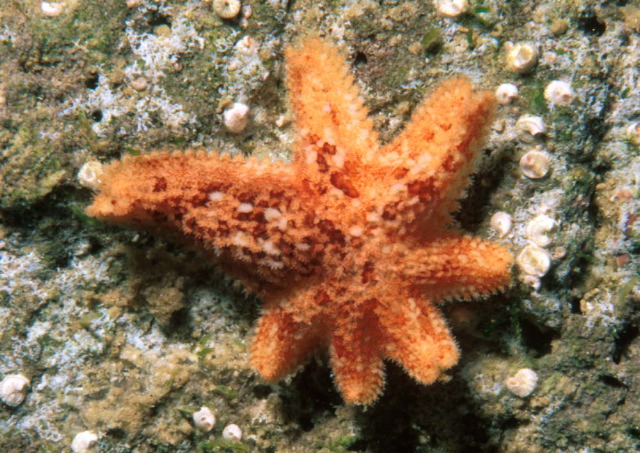 Asterina anomala